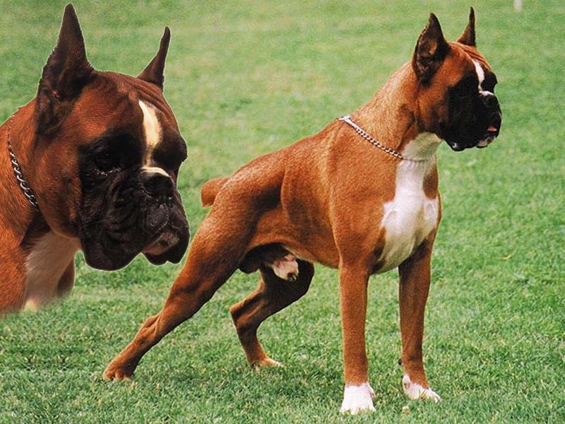 Boxer Akkuş Evcil Hayvan Üretim Çiftliği ve Pet Shop ürünleri