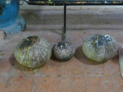 [P1180062_resize.JPG]