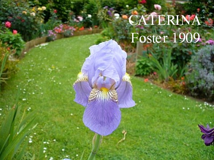 Heirloom Tall Bearded Iris "CATERINA" ~ HERITAGE IRISES