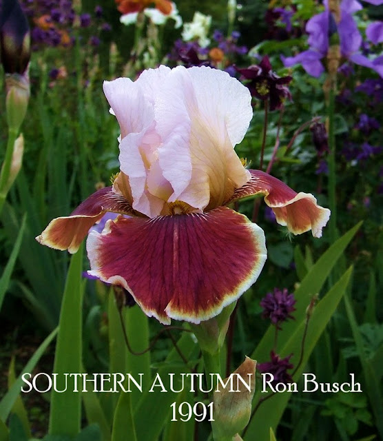 New Zealand Tall Bearded Iris "SOUTHERN AUTUMN" HERITAGE IRISES