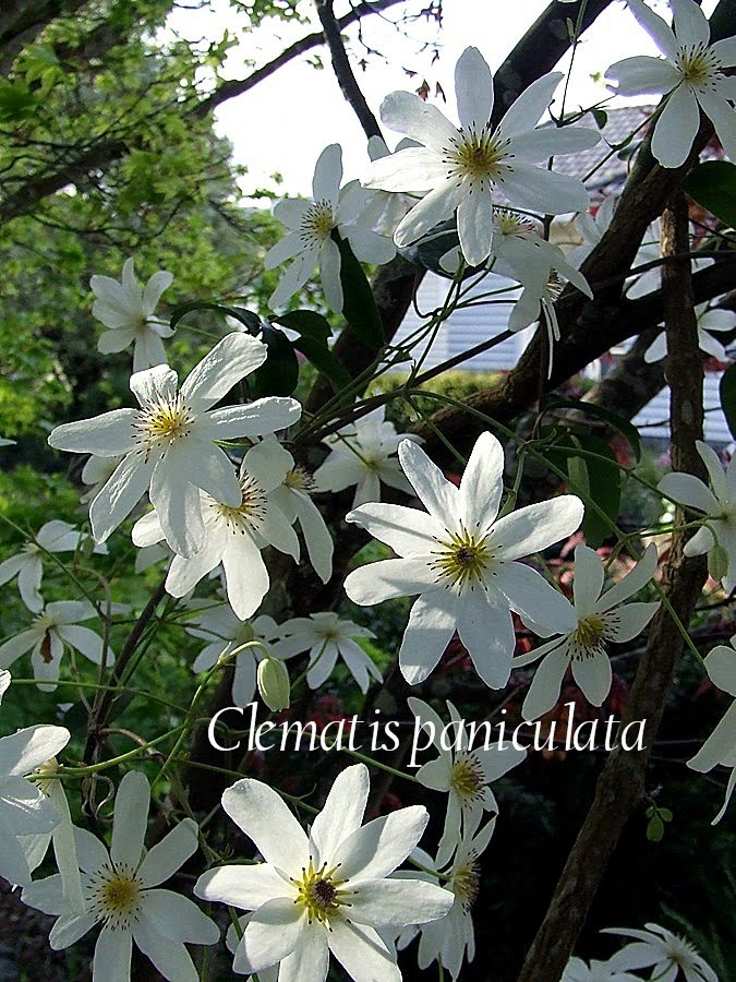 New Zealand Native "Clematis paniculata" HERITAGE IRISES