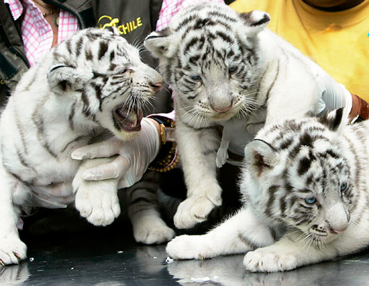 baby white tiger wallpaper. cute white tiger wallpaper.