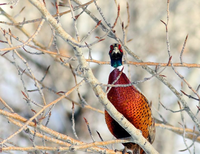 C&C Outdoor Adventures Types of Upland Game Birds and Facts