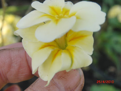 Elizabethan Stockings