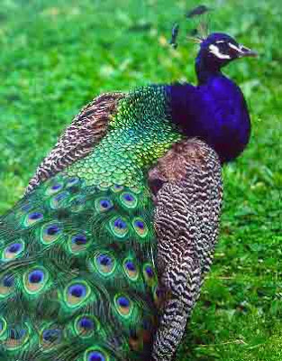 الرجل أجمل بكثير من المرأة!!!  Blue+peacock+picture+feathers+peacock+facts+peacock+image+facts+about+peacocks