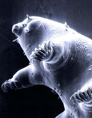 [Image: tardigrade-water-bear.jpg]