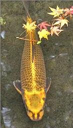 Ikan Guram Berwajah Manusia [ www.BlogApaAja.com ]