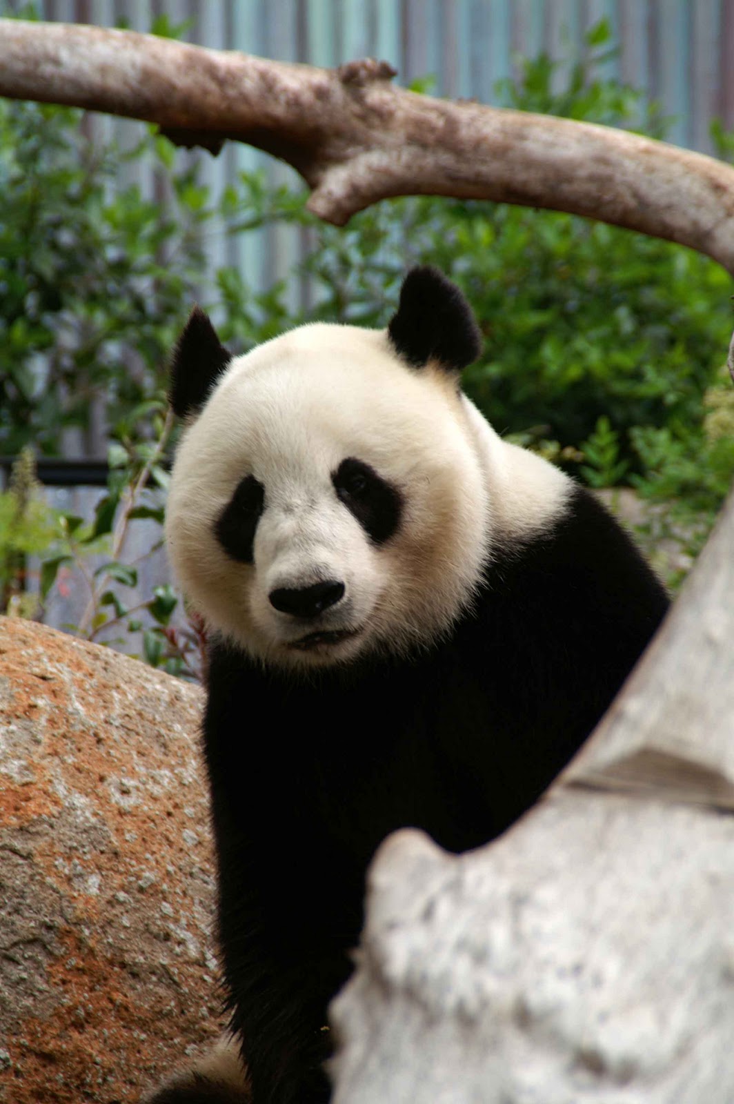 Laurence and Henry's Big Adventure: Wang Wang Amazing Panada @ Adelaide Zoo