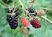 [180px-Ripe%2C_ripening%2C_and_green_blackberries.jpg]