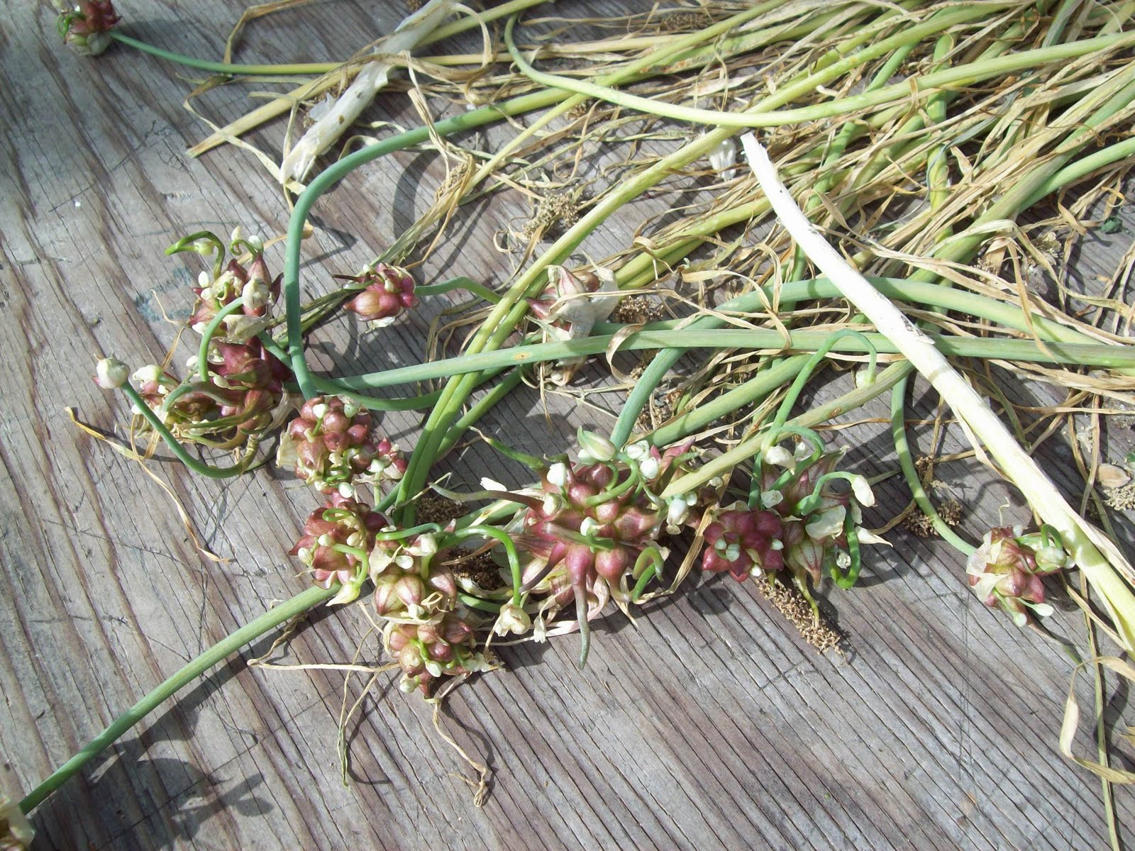 Gardener's Watch Flowering