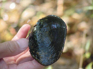 as Margaritifera hembeli