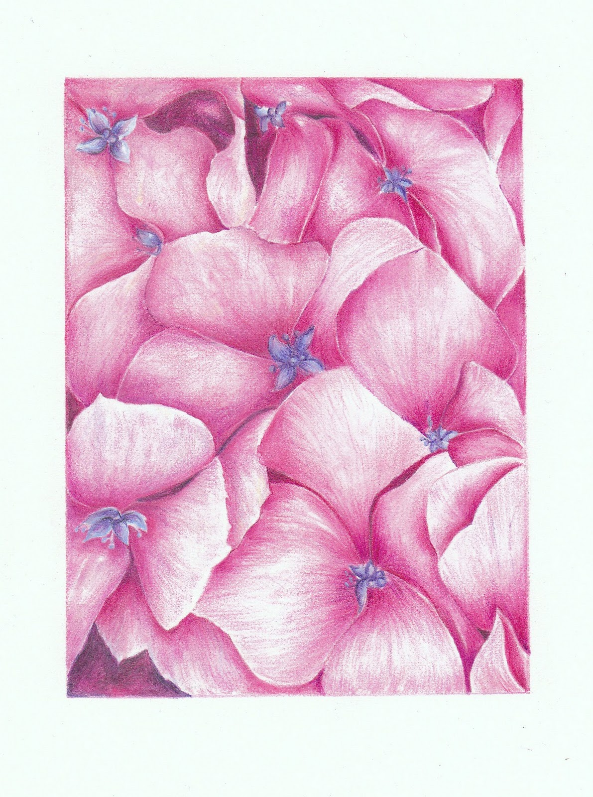 Hydrangea Bunga Tiga Bulan Flower Series Painting