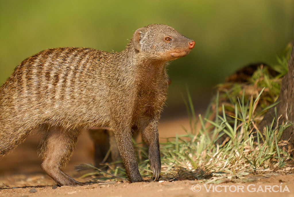 Biología periodística enero 2011