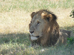 One of 2 lions