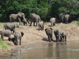 Elephants by the Mara River