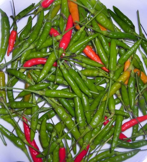 cose da un altro mondo: prik kee noo /bird&rsquo;s eye