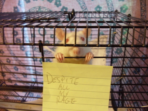 still+just+a+rat+in+a+cage.jpg