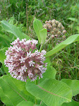 Common Milkweed