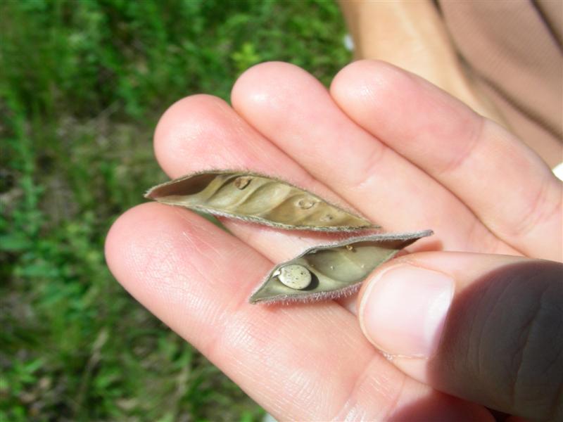 the common milkweed Lupine Seed Collecting