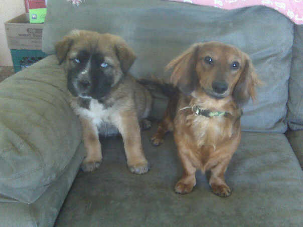 Baby Mutt