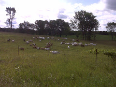 Goat farm east of Orillia