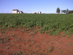 Red Soil