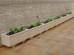 Mi Querido Huerto Urbano