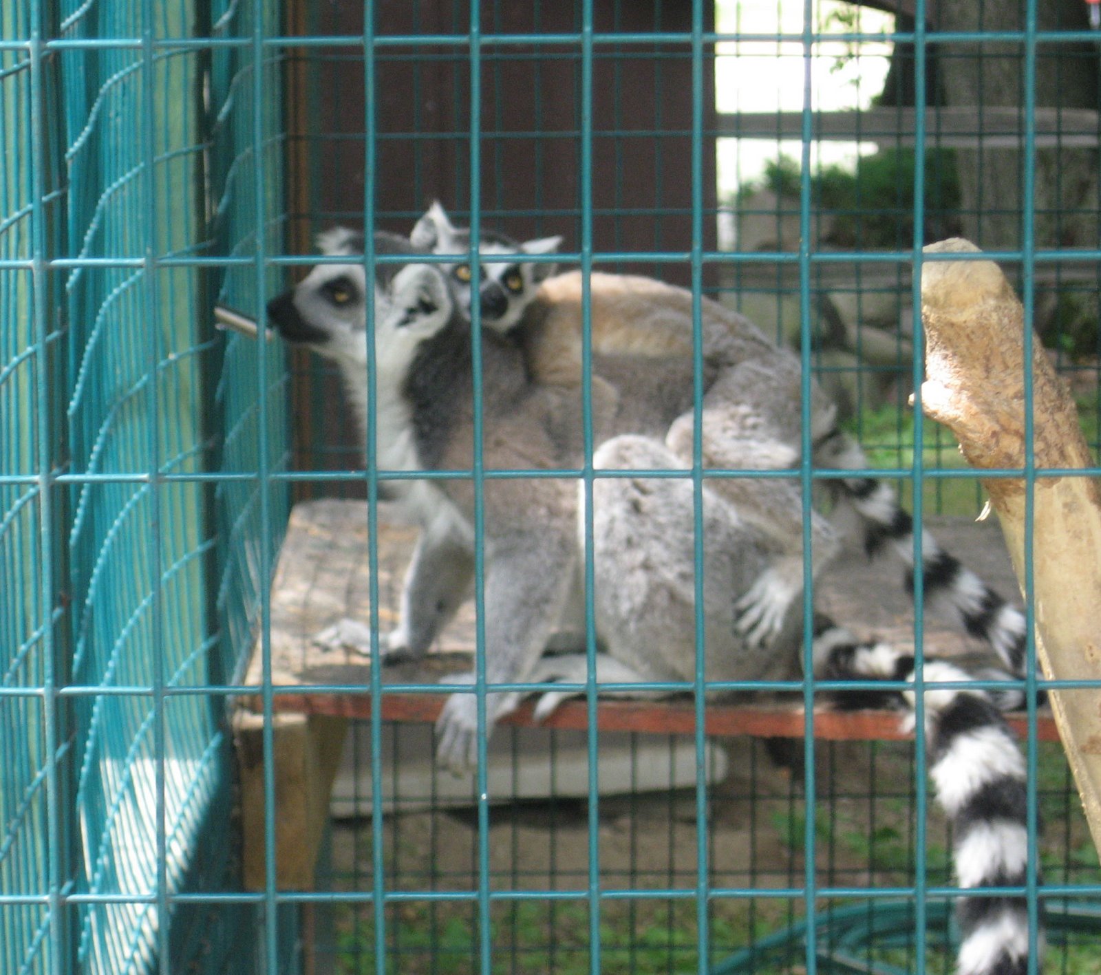[Lemur-back-ride.jpg]