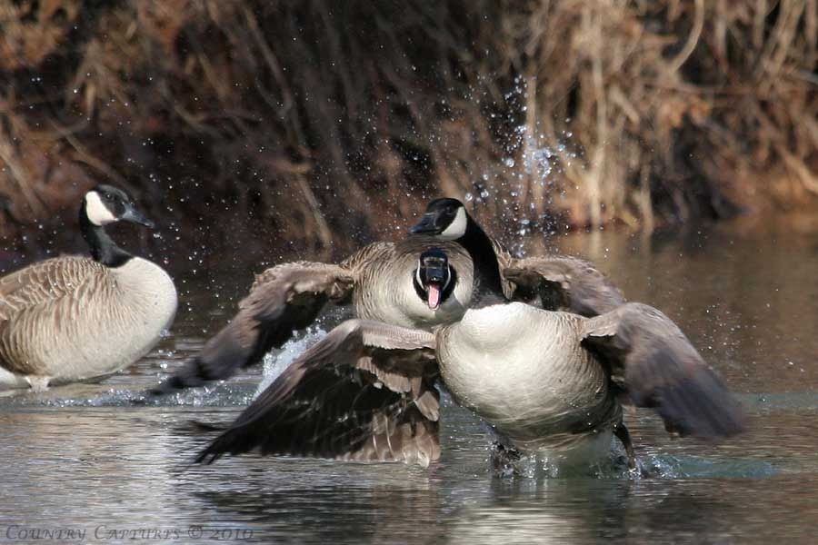 Country Captures: Canada Geese: Defending Nesting Territory