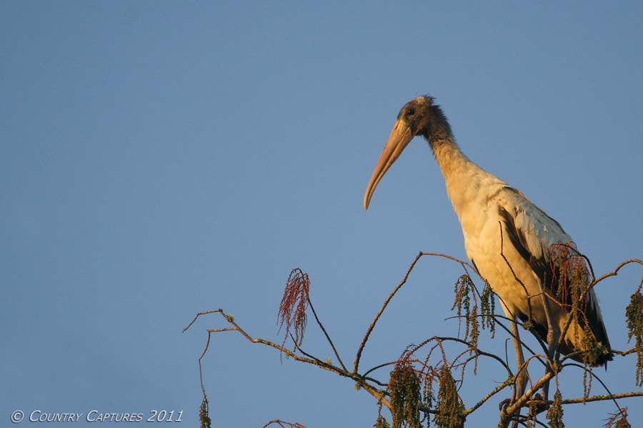 Country Captures Immature Wood Stork