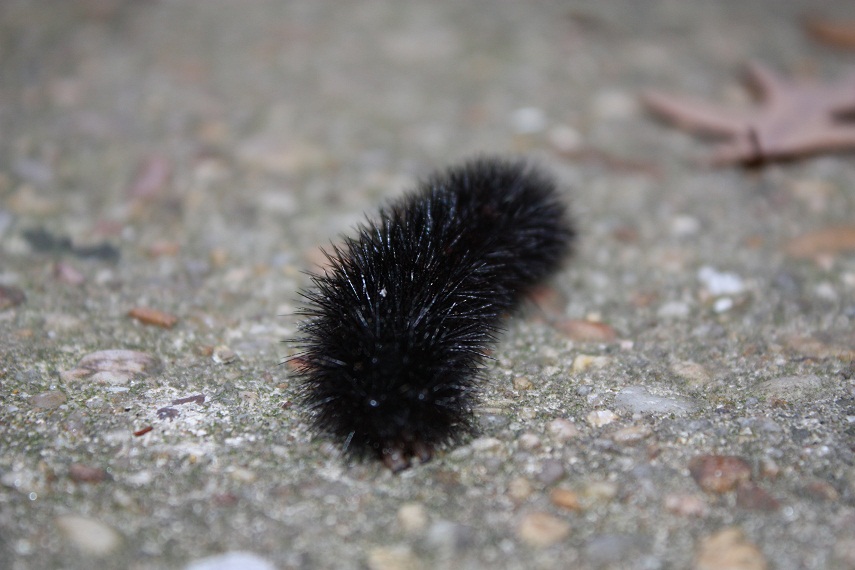 Vegan Epicurean Smokey BlackEyed Peas and Mushrooms over Green Rice