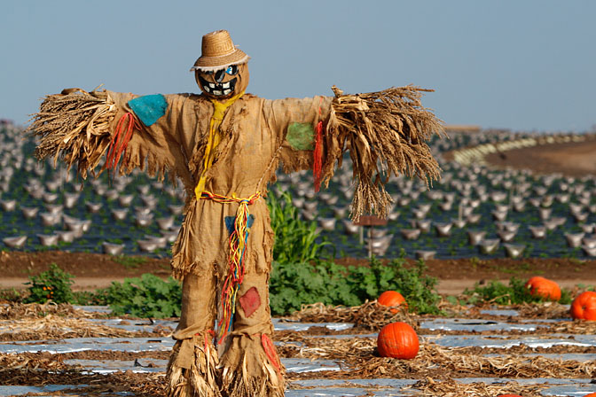 Scarecrow-m.jpg