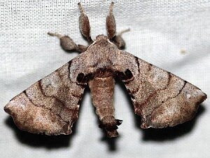 Dragon Moth