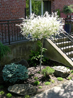 Garden Design Ideas Plant Profile Salix Integra Hakuro Nishiki