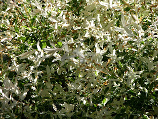 Cottage Farms 1 Piece Dappled Willow Tree Qvc Com