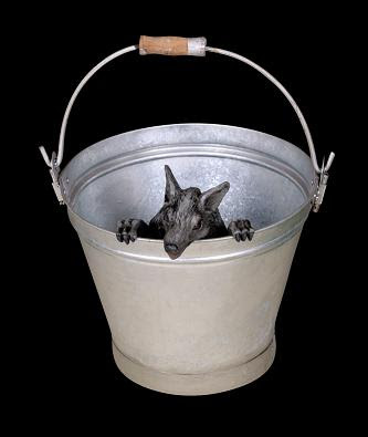 Rat+in+a+bucket.jpg