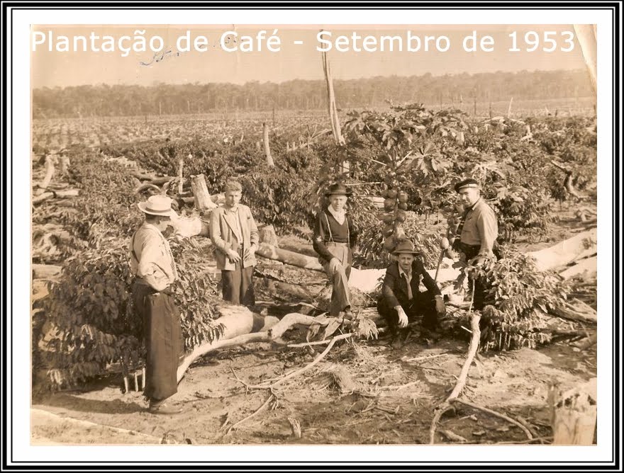 [Plantação+de+Café+-+Setembro+de+1953.jpg]