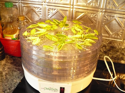 Mr Coffee Dehydrator
