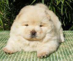 chow chow puppy