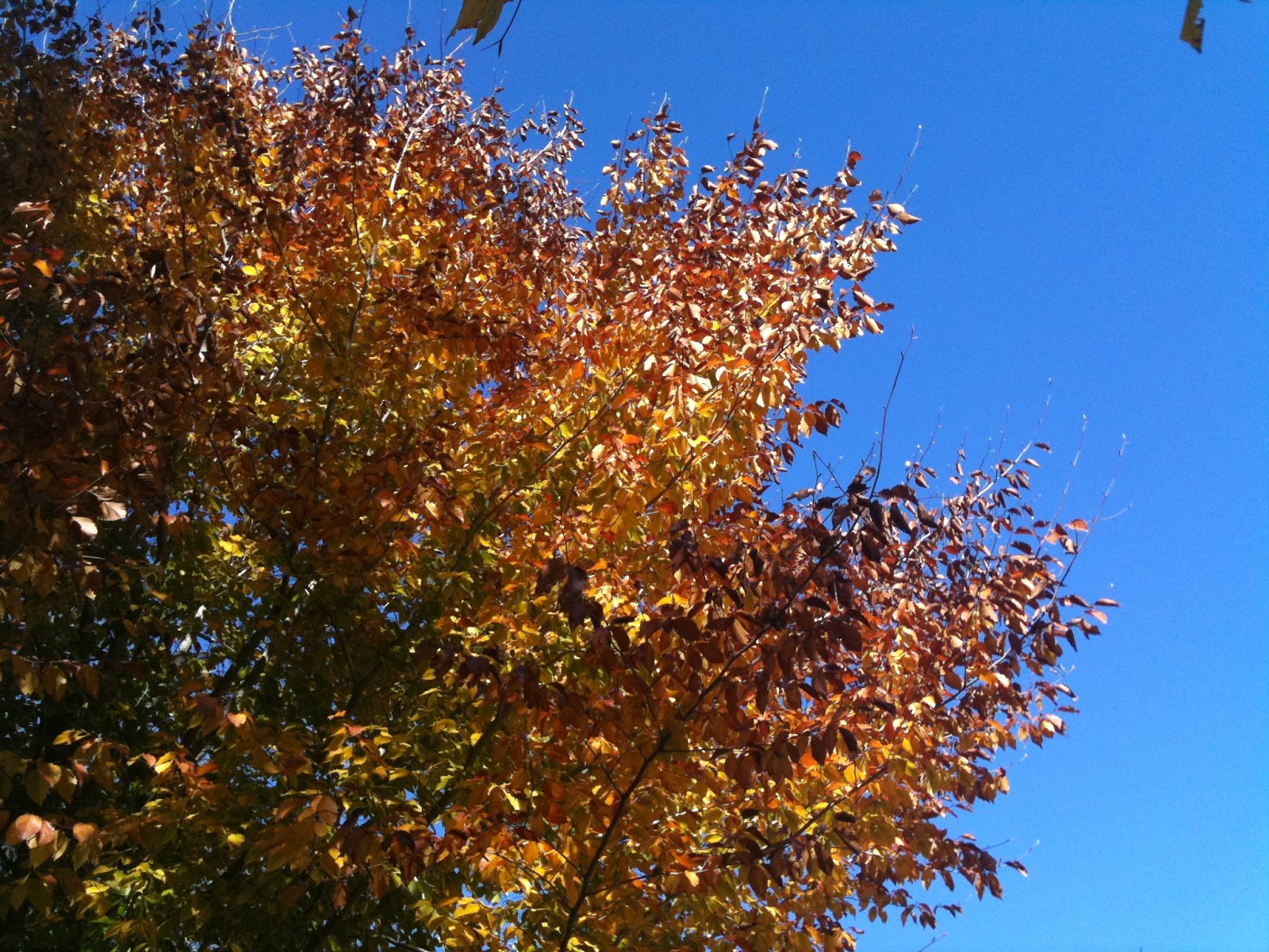 Fall Sky