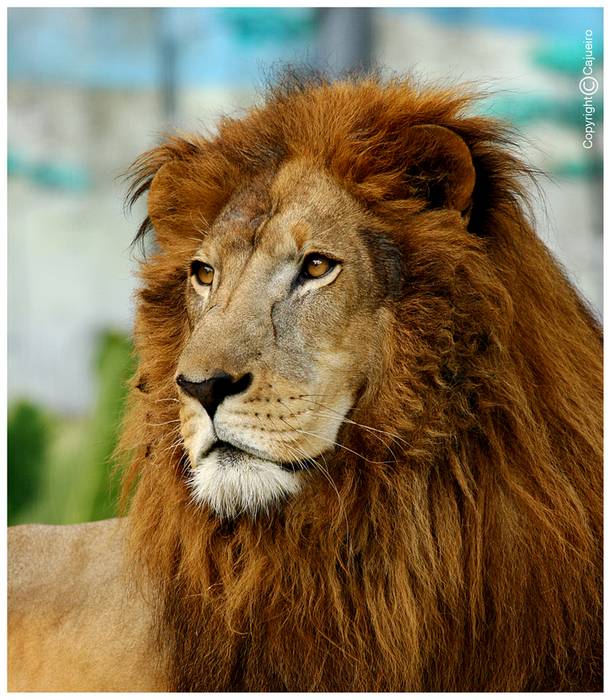 [leão.jpg]