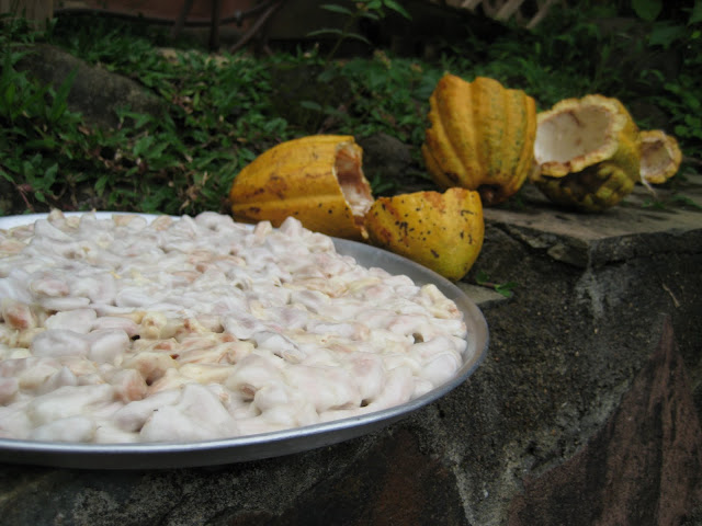 cacao fruit drying
