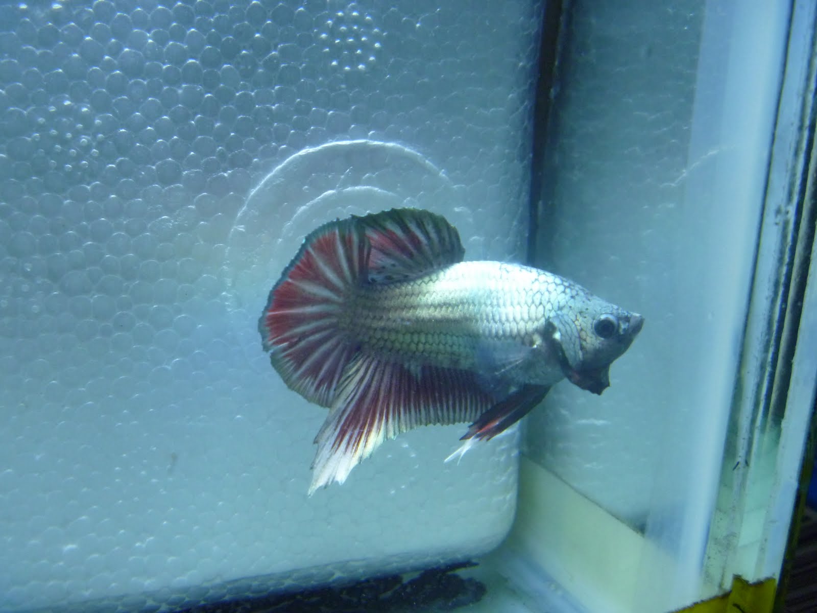 piekybettahouse betta copper red dragon rm30 sold out