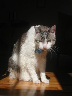 Photograph of a wet cat.