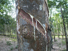 ON SAIGNE L'ARBRE