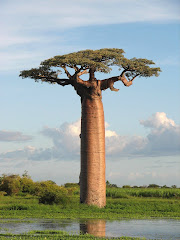 all about baobab: Baobab use goes beyond fruits all about baobab: Baobab use goes beyond fruits