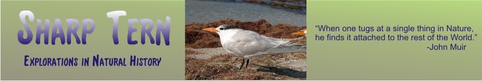 Sharp Tern