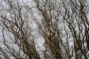 Curly Willow branches