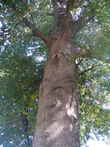 [tree.medium.jpg]