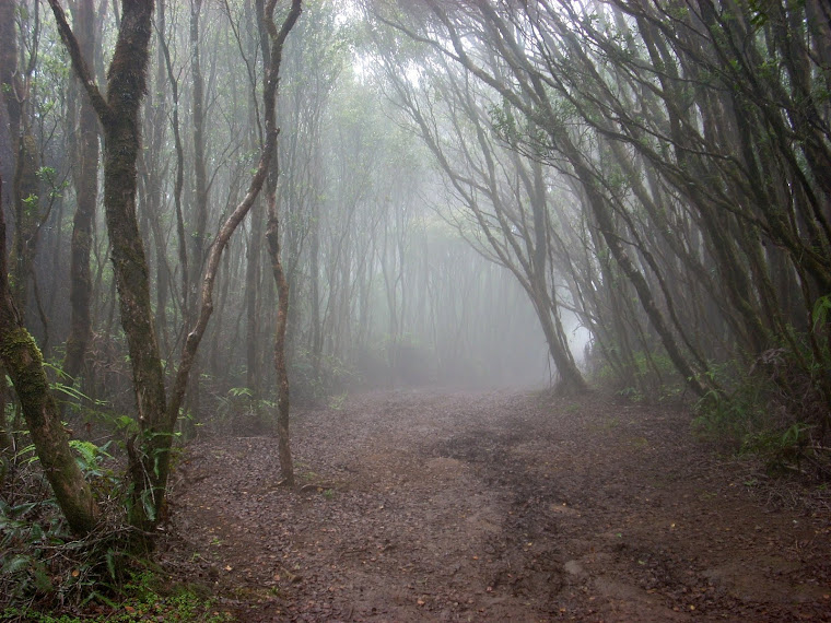 Fog on the Mountain